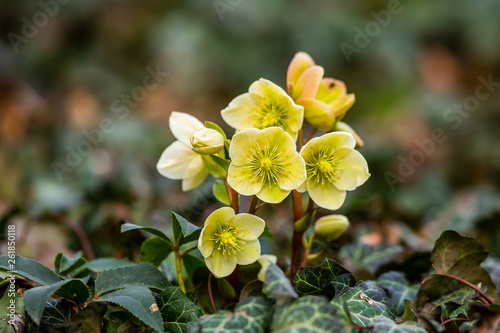 Flowering helleborus in spring