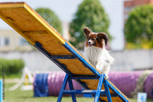 Papillon on the teeter-totter on dog agility sport competition photo