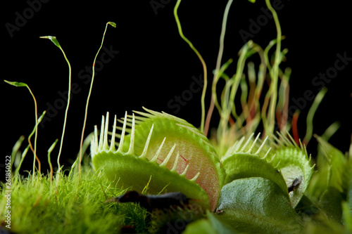 venus flytrap dionaea photo