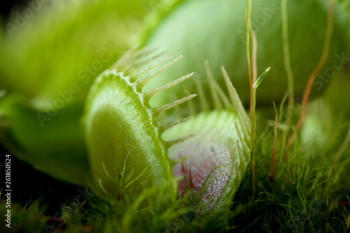 venus flytrap dionaea