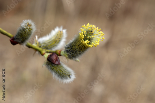 Pussy willow branch, verba flowers in spring forest. Palm Sunday symbol, Easter background