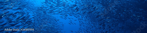 Canvastavla scad jamb under water / sea ecosystem, large school of fish on a blue background