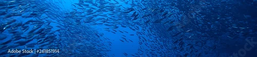 Panel kuchenny z motywem scad jamb under water / sea ecosystem, large school of fish on a blue background, abstract fish alive
