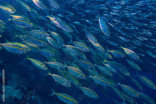 scad jamb under water / sea ecosystem, large school of fish on a blue background, abstract fish alive