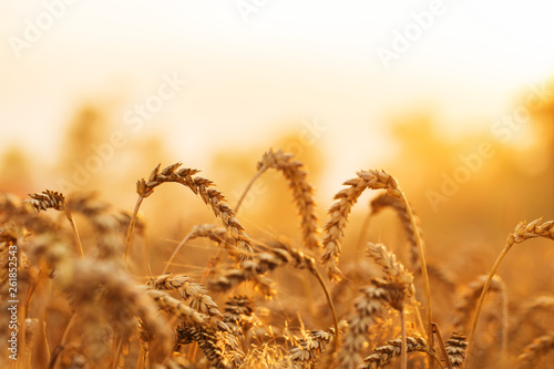 Golden wheat field and sunset