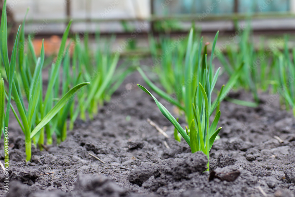 Growing garlic in the garden Growing garlic in the garden