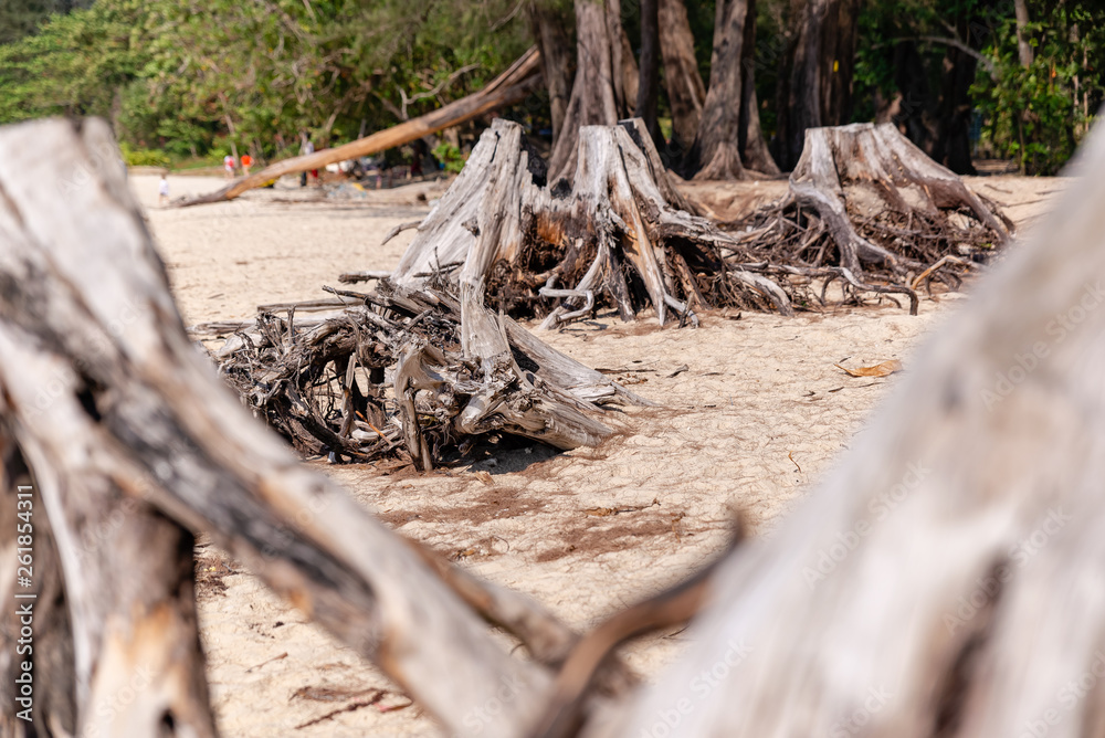 dry stumps on the seashore dry stumps on the seashore