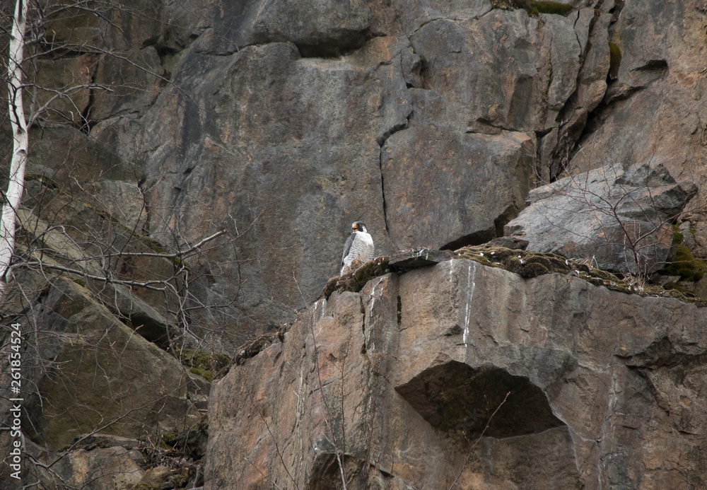 Peregrine Falcon Perched on a Cliff