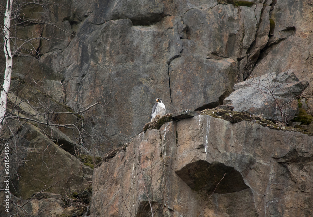 Peregrine Falcon Perched on a Cliff Peregrine Falcon Perched on a Cliff