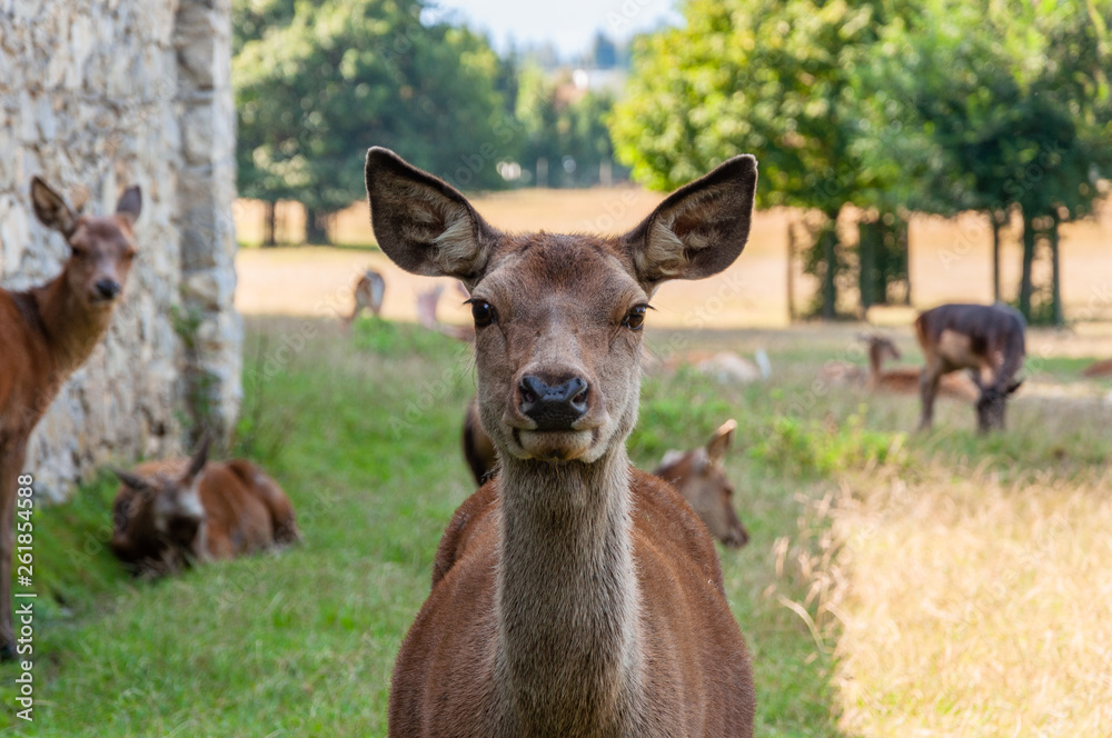 Fototapeta premium Rehe im Gehege auf der Wiese im Sommer
