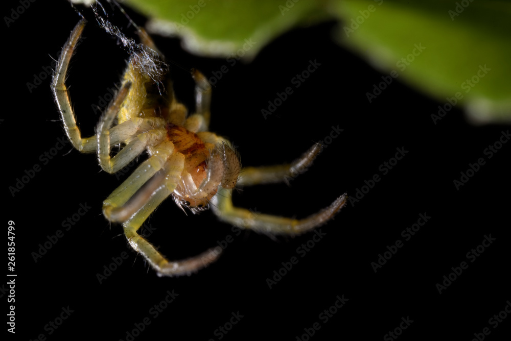 Fototapeta premium Mały żółty pająk