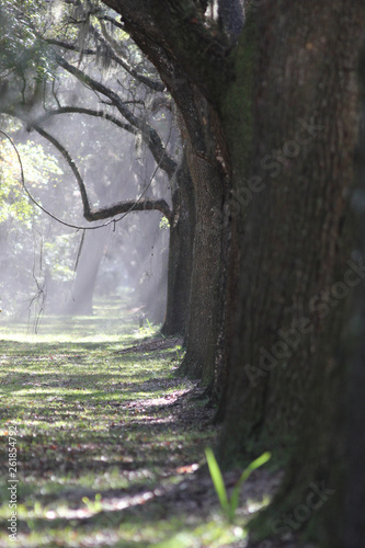 Wormsloe Pantation photo