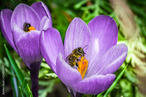 pszczoły zbierające nektar z kwiatu krokusa
