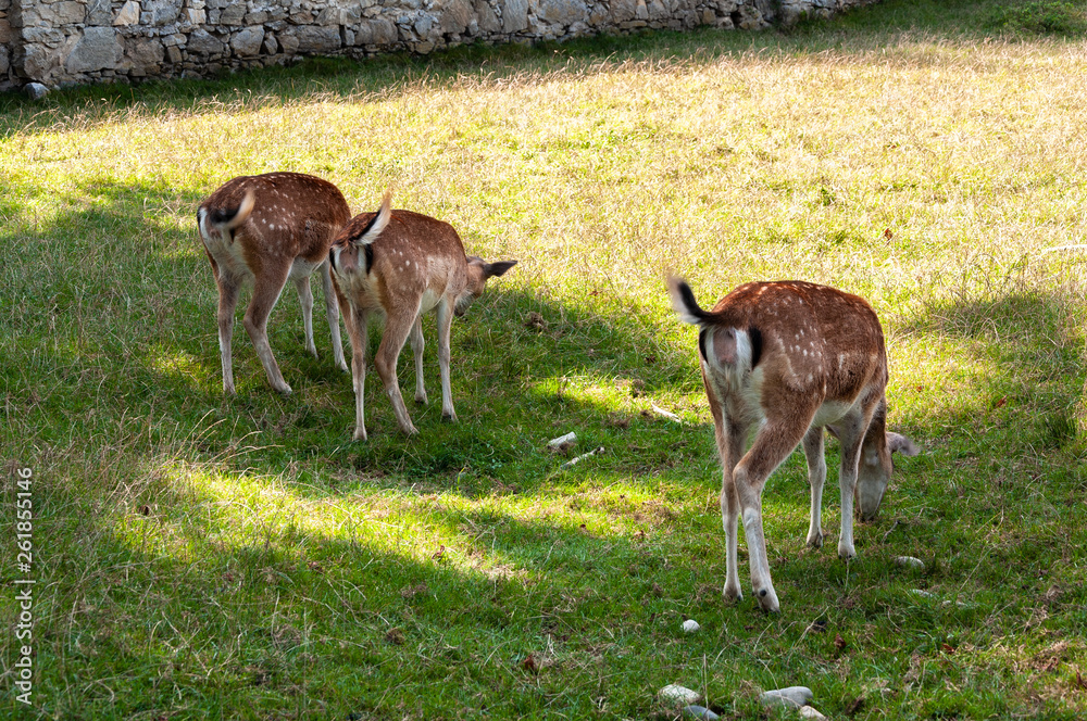 Rehe im Gehege auf der Wiese im Sommer Rehe im Gehege auf der Wiese im Sommer