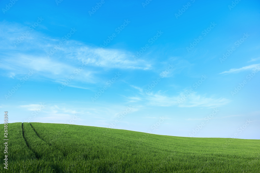 landscape - blue sky, field with grass