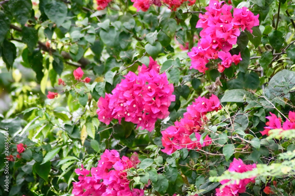 fleur rose nature fleur rose nature