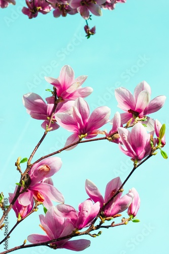 Magnolia 