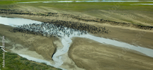 Caribou herd, Meade River photo
