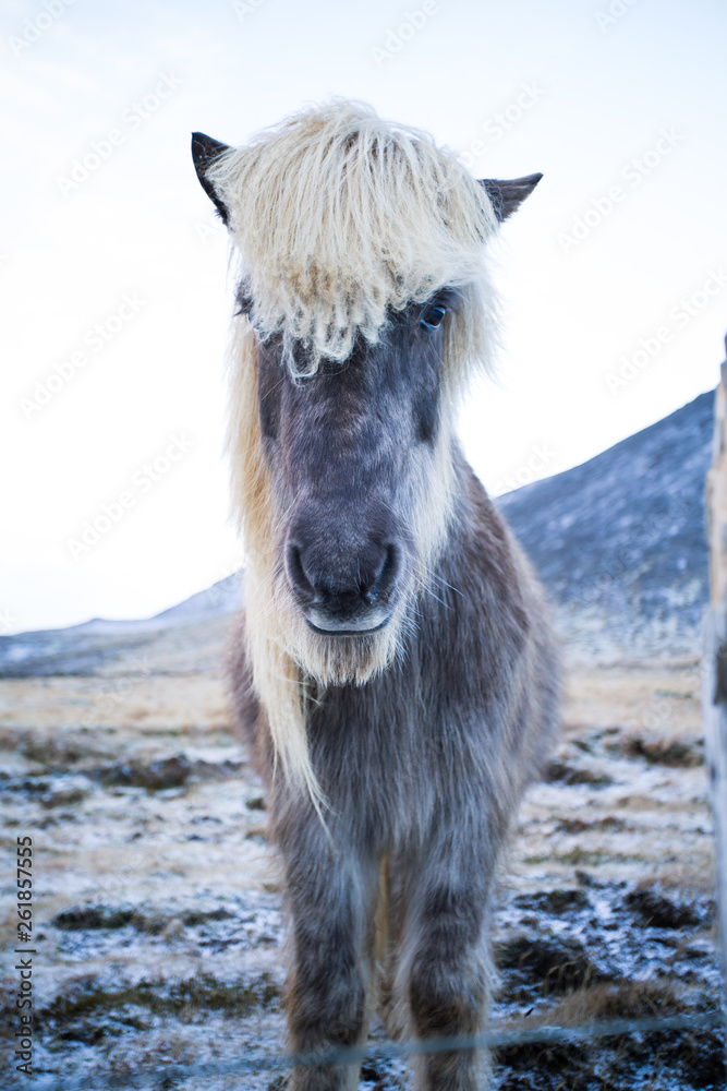Icelandic horse with blonde hair on winter decor Icelandic horse with blonde hair on winter decor