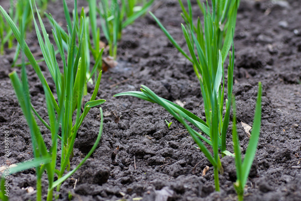 Growing garlic in the garden Growing garlic in the garden