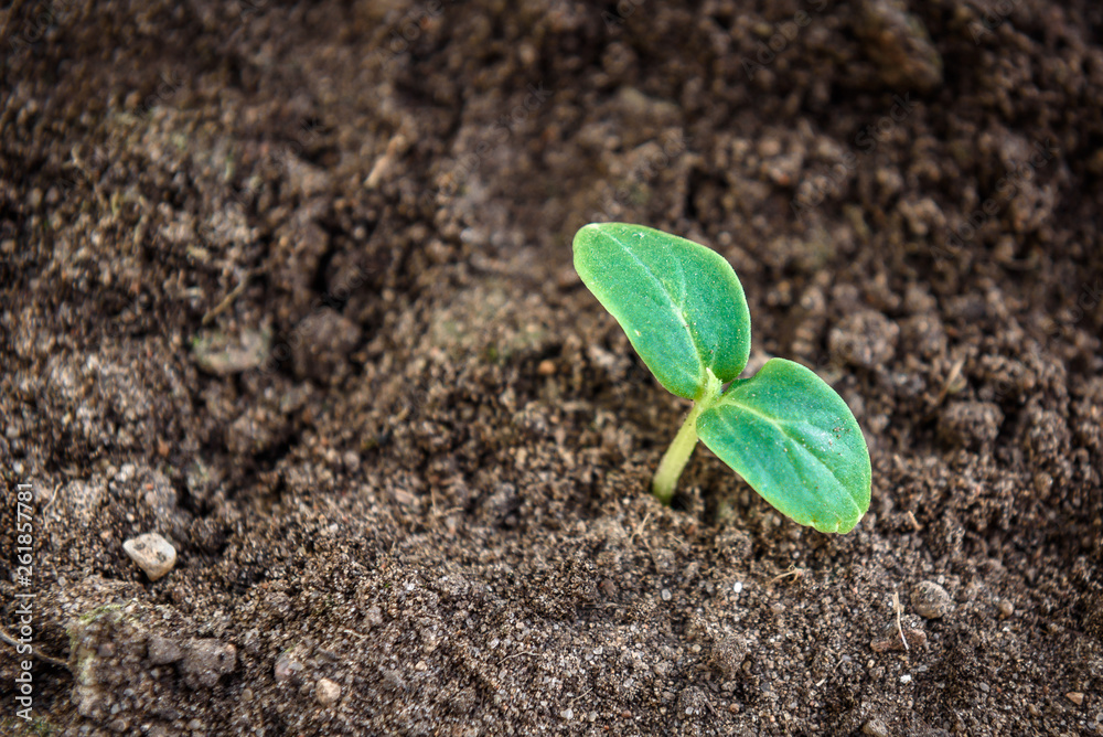 Young cucumber plant. Small green seedling in the ground Young cucumber plant. Small green seedling in the ground