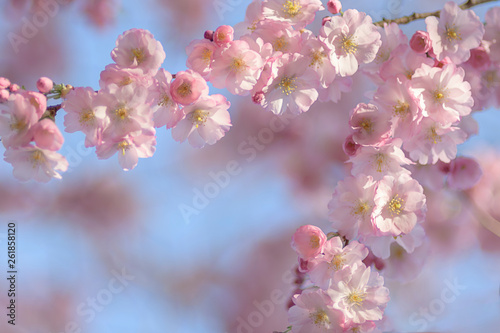 Zierkirsche, Blüten, romantisch, Hintergrund © Gisela