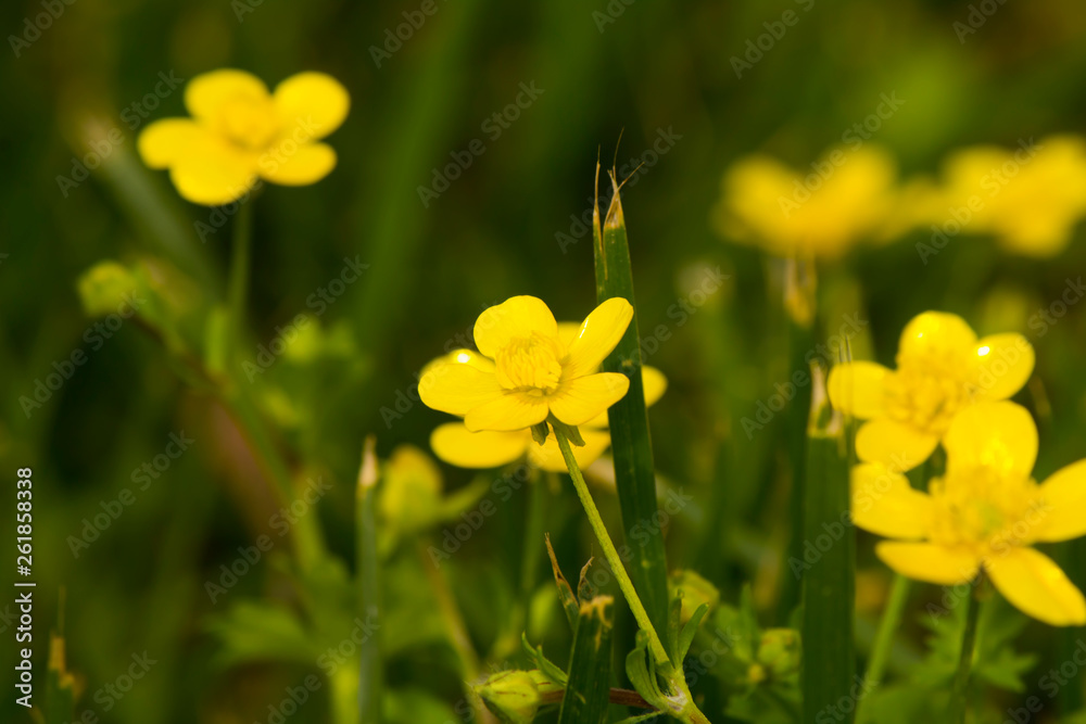 Yellow-leaved flowers among greenery Yellow-leaved flowers among greenery