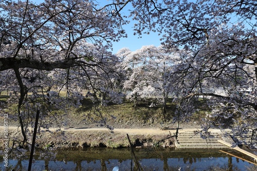 Wallpaper Mural 鮎河の千本桜 Torontodigital.ca