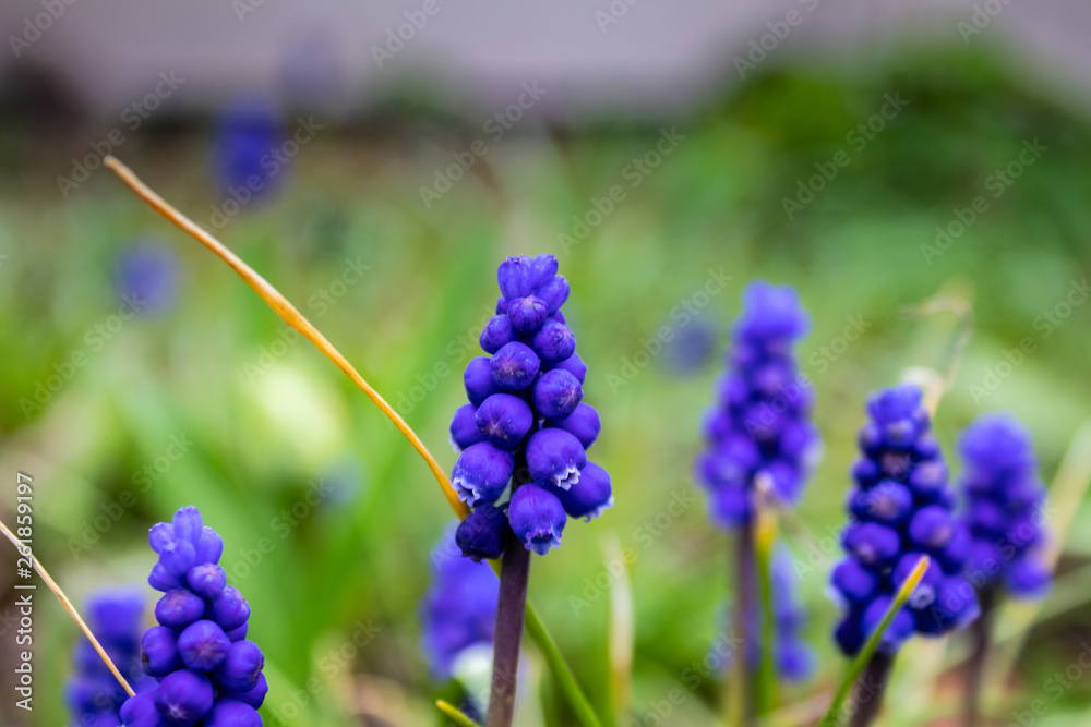 Blue flowers Blue flowers