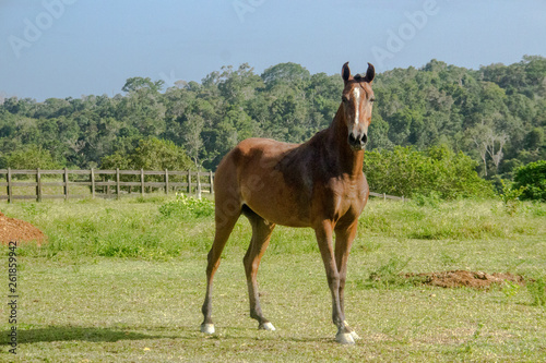  brazilian horse