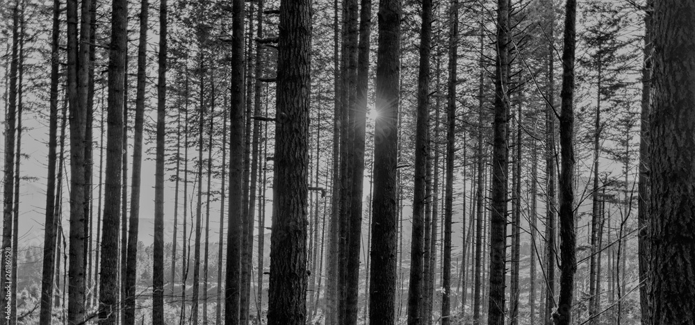 Naklejka premium forest in fog 