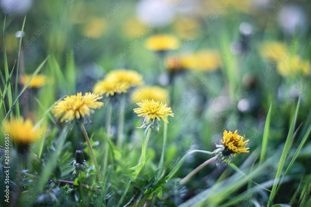 Close up of green field with yellow dandelions in bright morning light. Spring flowers background. Soft focus. Close up of green field with yellow dandelions in bright morning light. Spring flowers background. Soft focus.