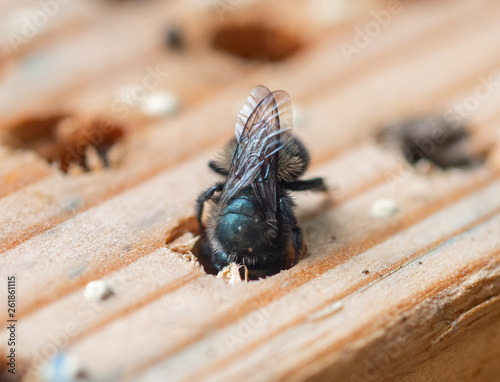 A female Mason Bee (Osmia lignaria) constructing her nest in a wood bore hole photo