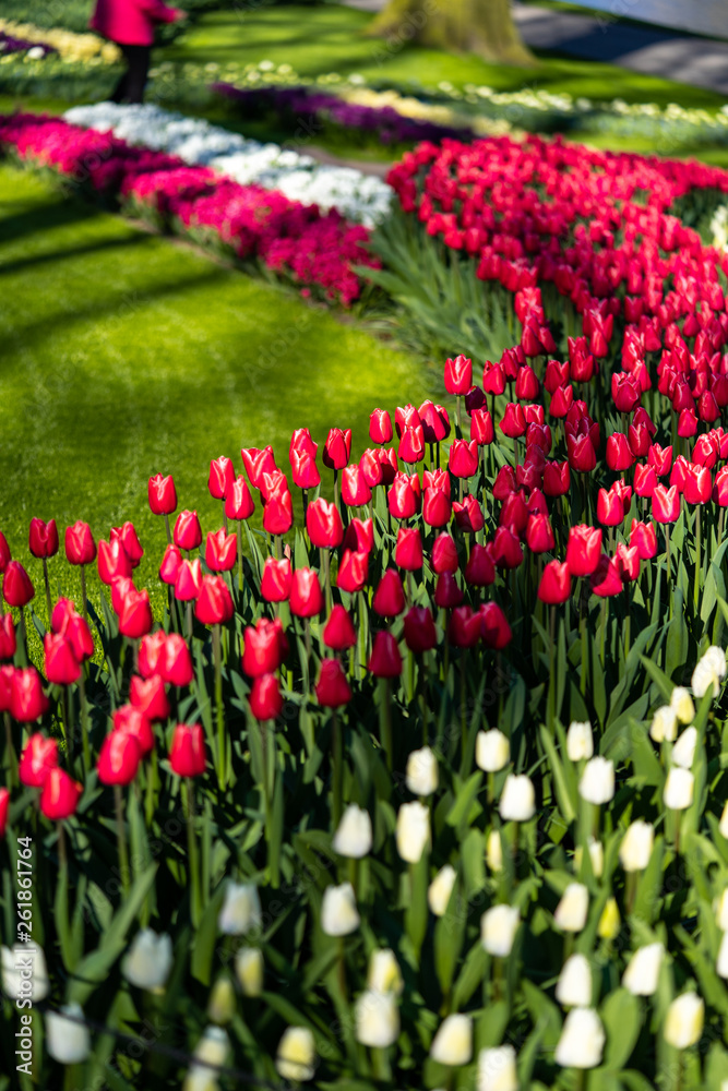 Bed of red and white tulips in spring Bed of red and white tulips in spring