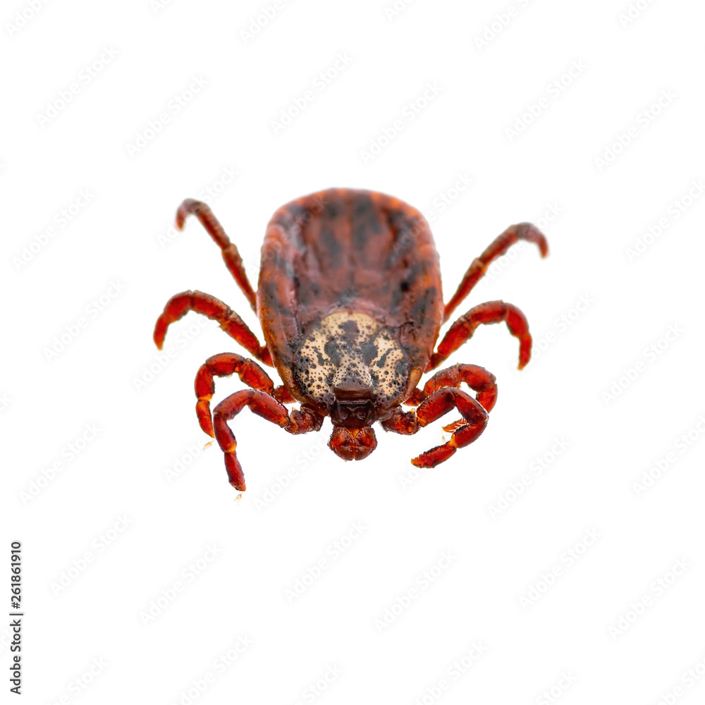 Encephalitis Virus or Lyme Borreliosis Disease or Monkey Fever Infectious Dermacentor Tick Arachnid Parasite Insect Macro Isolated on White Encephalitis Virus or Lyme Borreliosis Disease or Monkey Fever Infectious Dermacentor Tick Arachnid Parasite Insect Macro Isolated on White