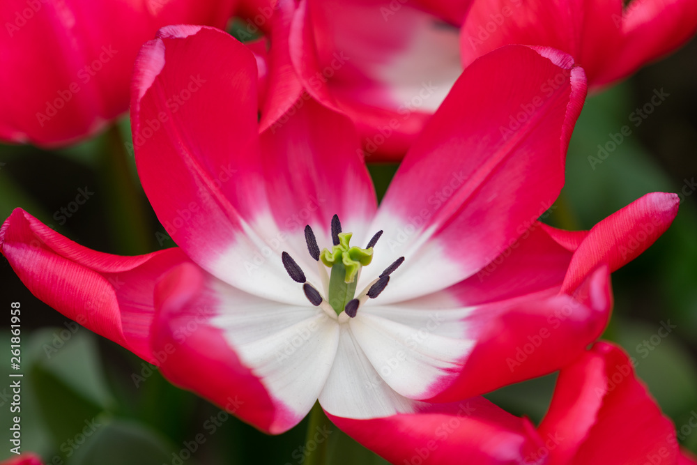 Macro shot of a large red and white tulip blossom