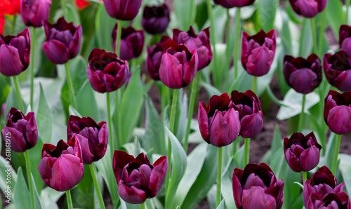 Bed of black tulips