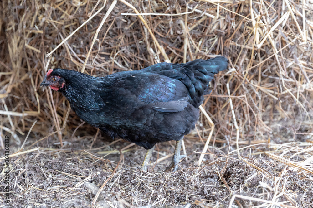 Obraz premium gallina nera