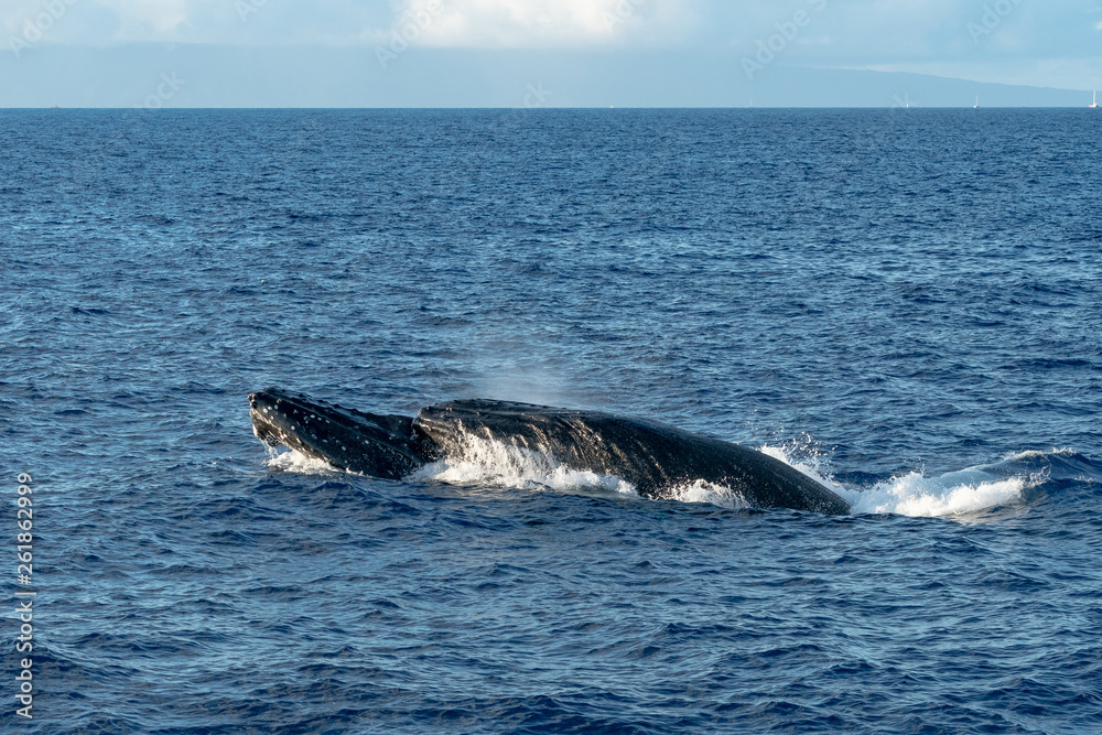 Fototapeta premium Fighting Male Humpback Whales in Hawaii