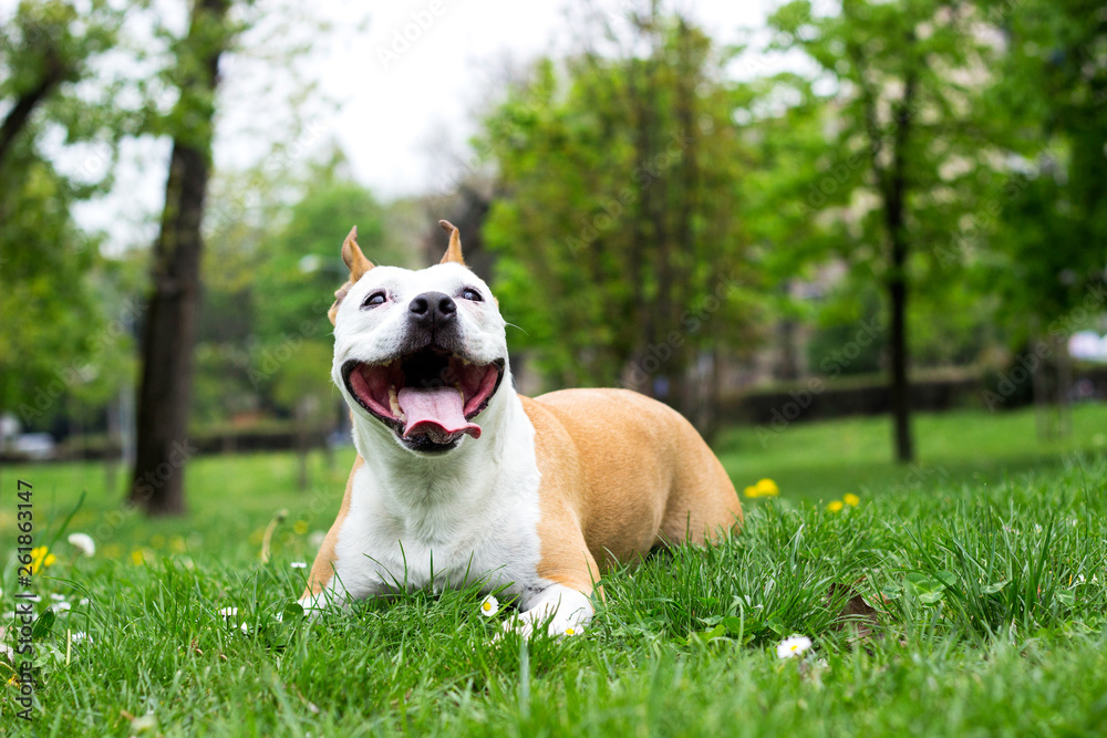 Friendly Dog having a big smile Friendly Dog having a big smile