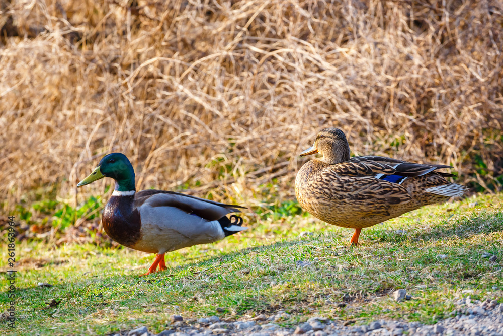 A female duck stands on the meadow with a male in the background A female duck stands on the meadow with a male in the background