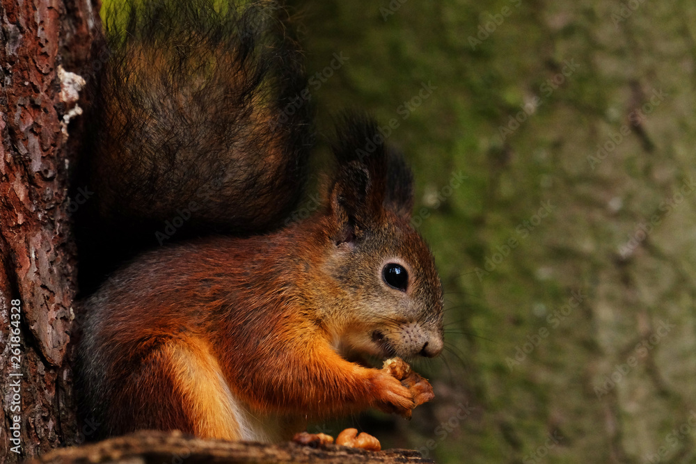 Wild red fluffy squirrel in the village eating nuts Wild red fluffy squirrel in the village eating nuts