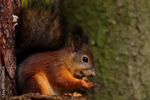 Wild red fluffy squirrel in the village eating nuts