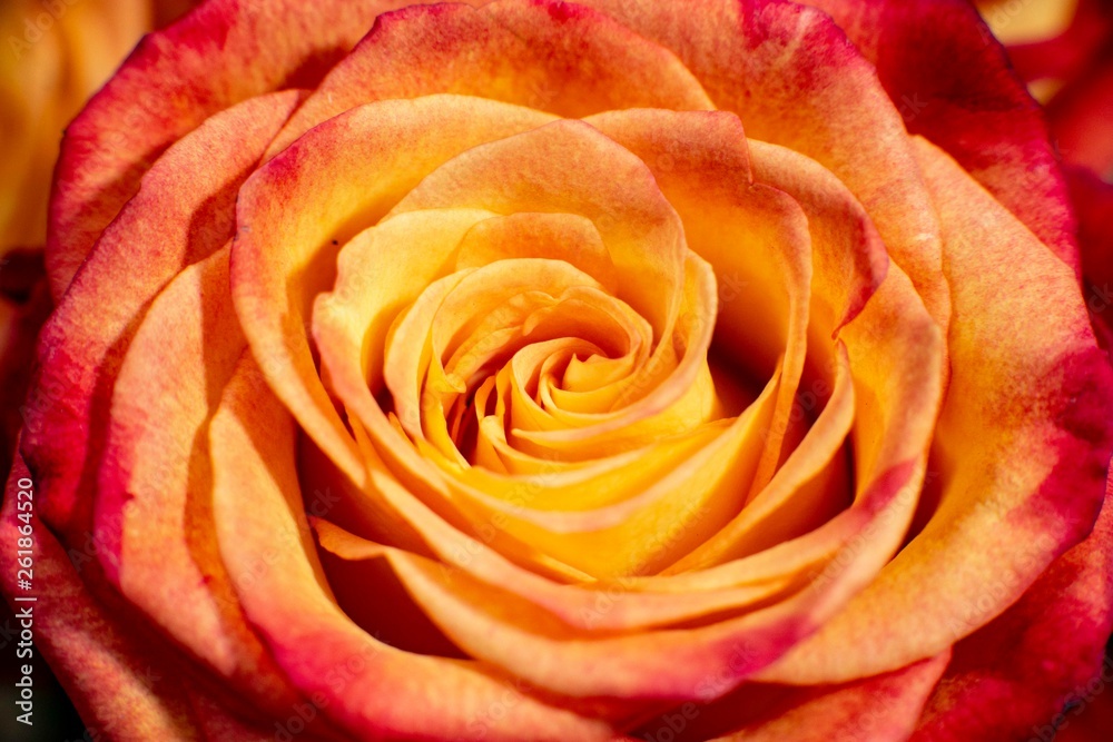 Rose I Rose I