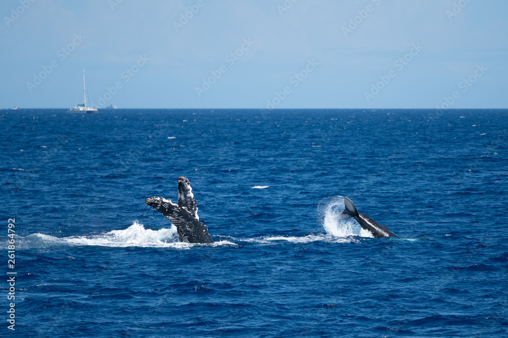 Obraz premium Splashing and Pectoral Slapping Humpback Whale Mother and Calf in Maui, Hawaii