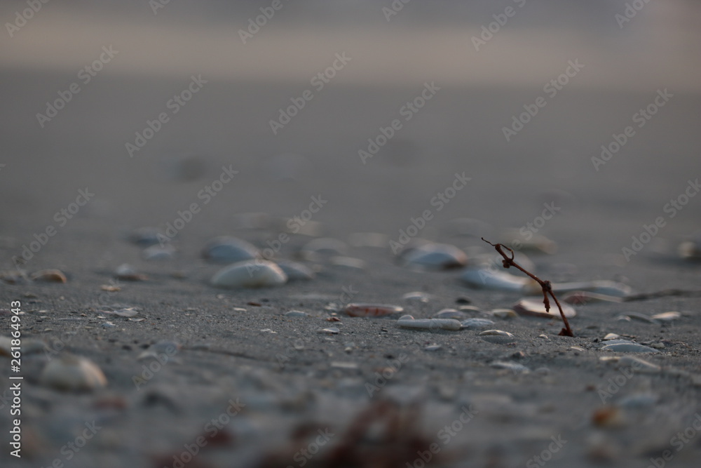 shells on sand shells on sand