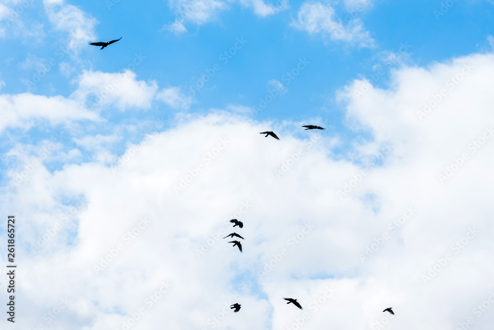 Fototapeta premium Natural background, beautiful blue sky with white clouds and flying birds