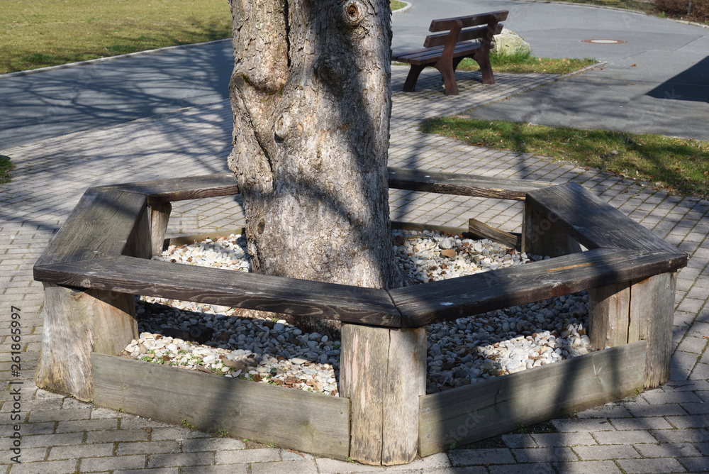 Fototapeta premium wooden bench with tree
