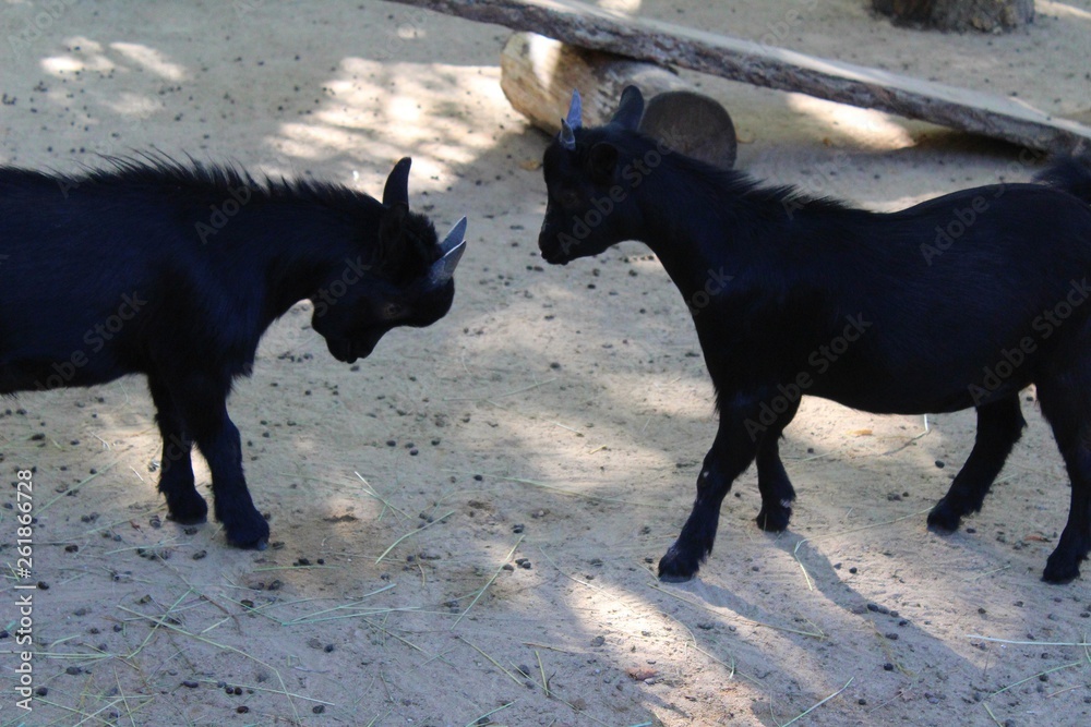chevreaux s'amusant dans leur enclos
