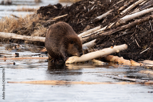 A large feamle beaver chewing on wood photo